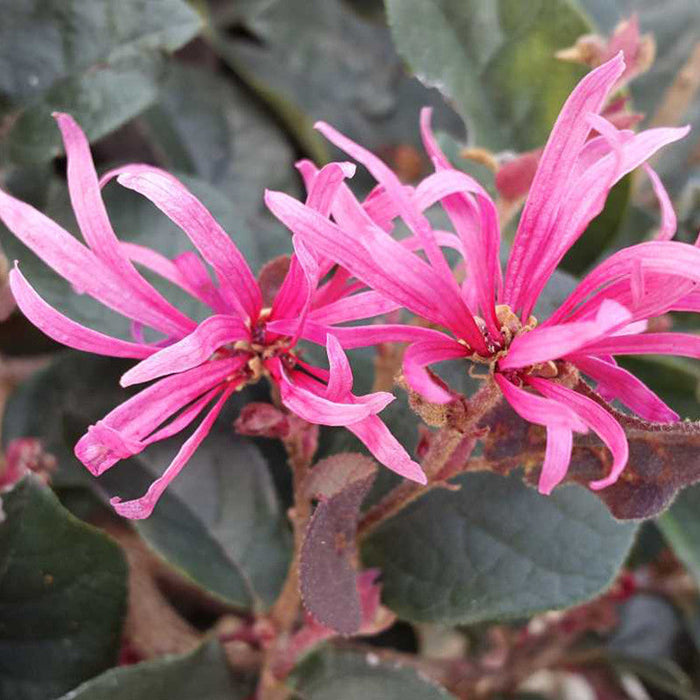 Chinese Fringe Flower/Loropetalum Chinense - Flowering Shrubs