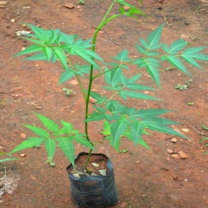 Malabar neem plant -Avenue trees