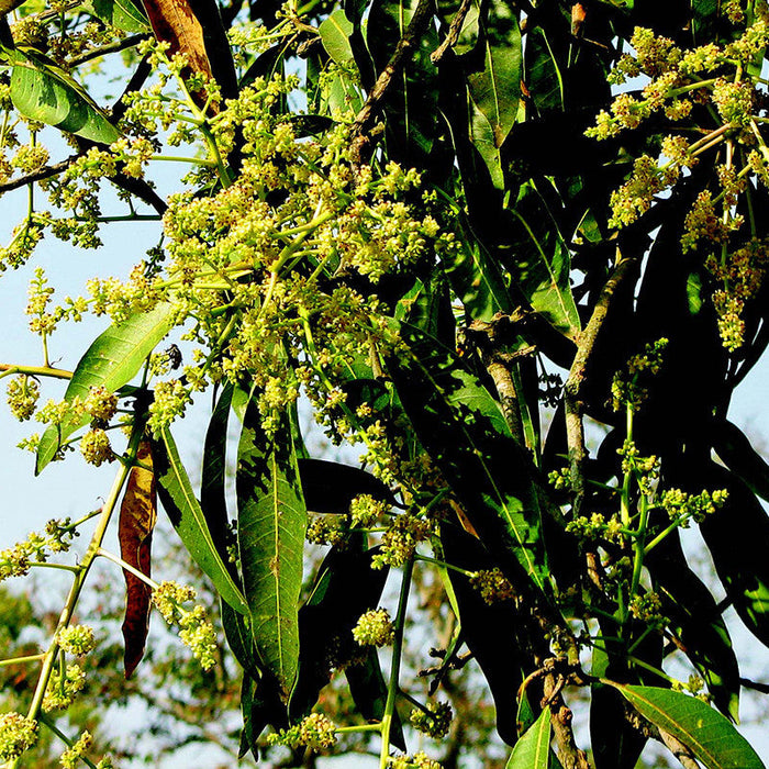 Mango Suvarnarekha(Grafted) - Fruit Plants & Tree