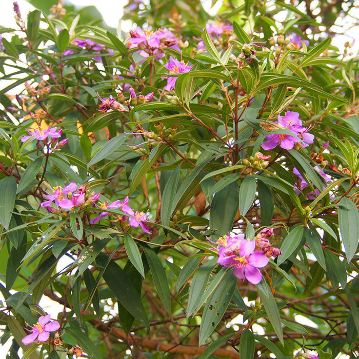 Melastoma Malabathricum - Flowering Shrubs