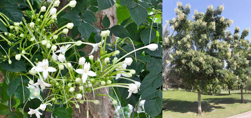 Millingtonia hortensis / Indian Cork Tree  - Avenue trees