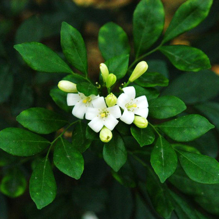 Satin Wood/Madhu Kamini - Flowering Shrubs