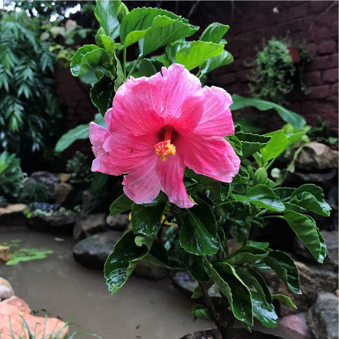 Hibiscus Mystic Pink  - Flowering Plants