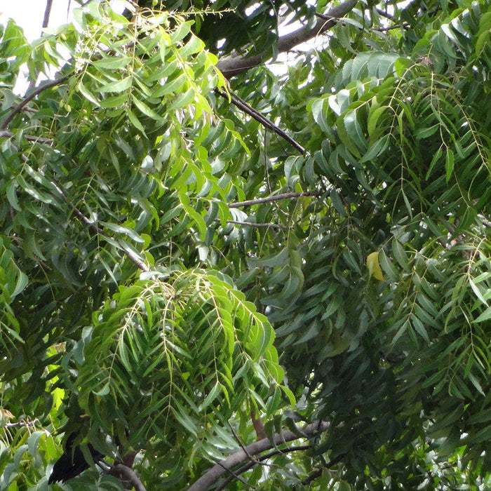 Indian neem tree - Avenue Trees