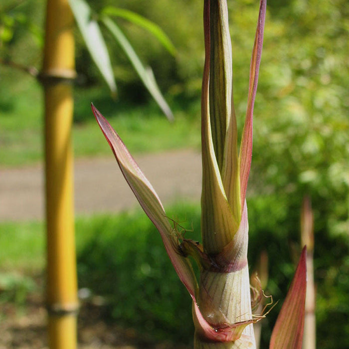 Golden Bamboo - Ornamental Shrubs