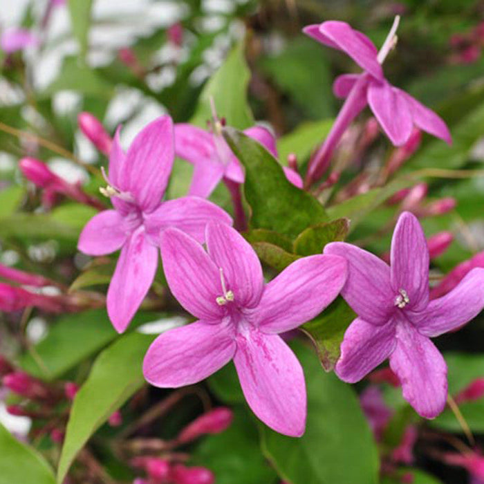 Emarald Purple - Flowering Plants