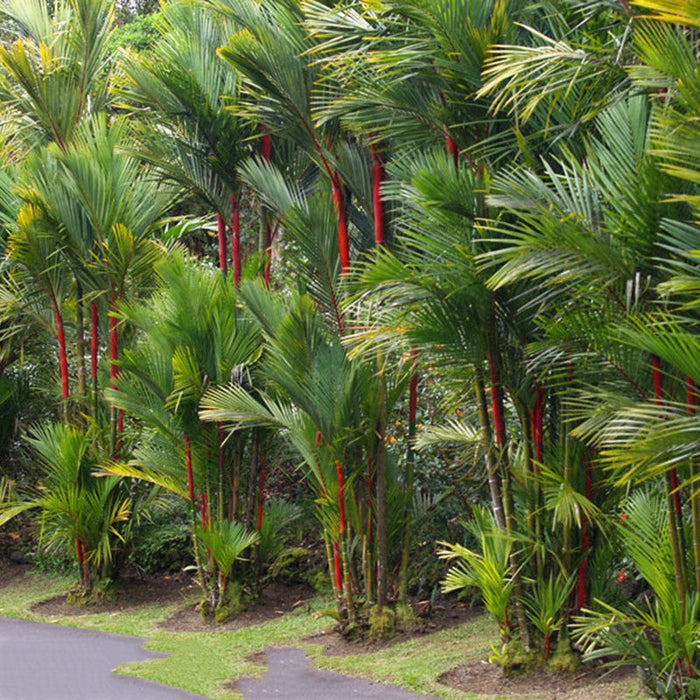 Cyrtostachys Renda C.lakka - Palms