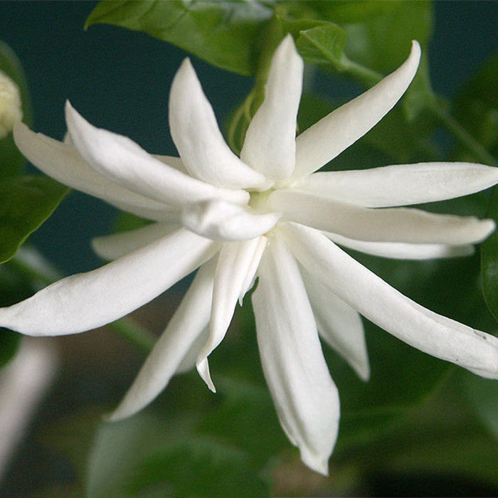 Star Jasmine - Top Perfuming - Fragrant Plants