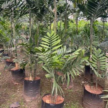 Exotic Howeia Forsteriana (Kentia) Palm Plant | Bring Paradise to Your Home