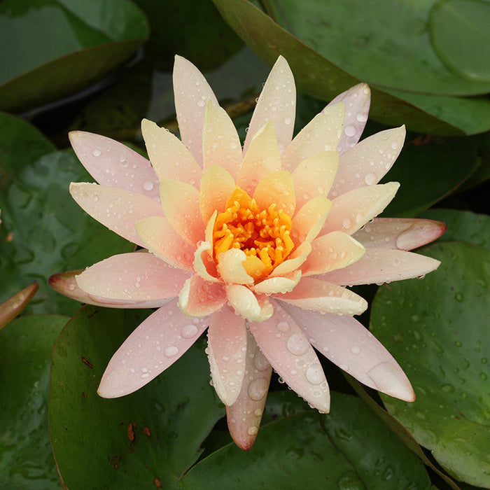 Water Lily Orange - Aquatic Plants