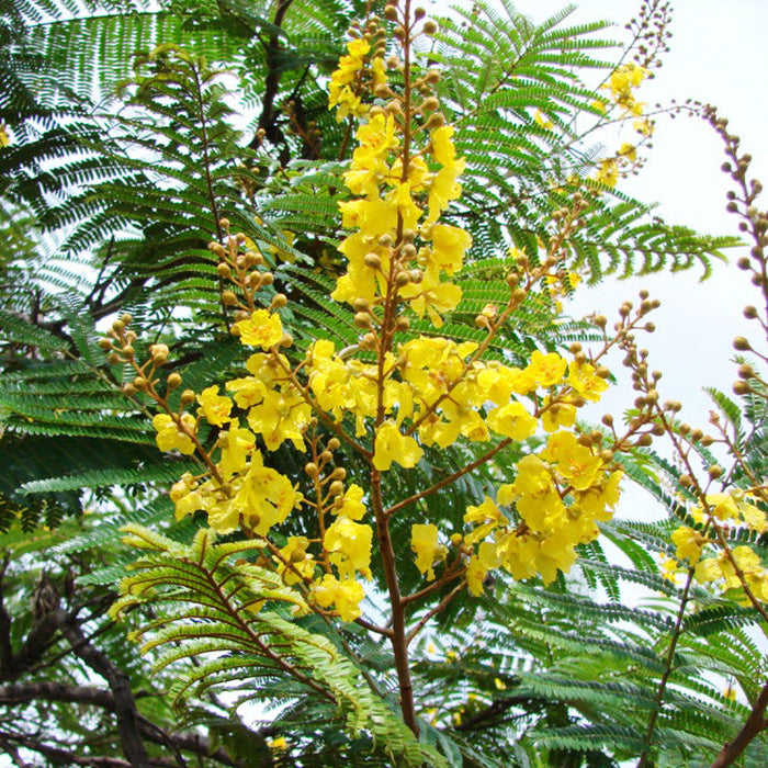 Peltophorum ferrugineum - Avenue Trees