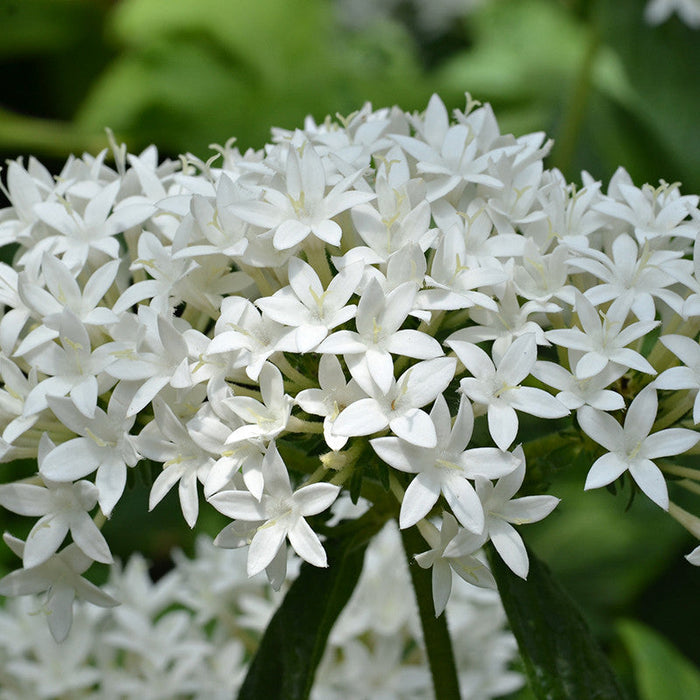 Pentas White - Flowering Plants