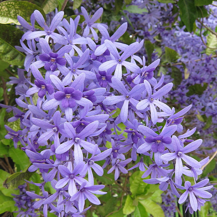 Petrea Volubilis - Creepers & Climbers