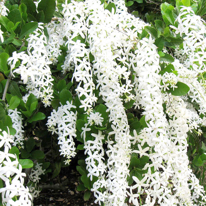 Petrea White - Creepers & Climbers