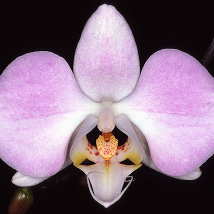 Phalaenopsis Hybrid/Orchids Pink - Gift Plants