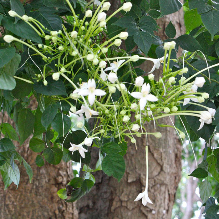 Millingtonia hortensis / Indian Cork Tree  - Avenue trees