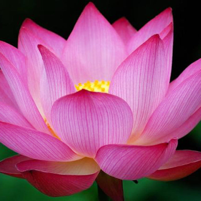 Pink Lotus - Aquatic Plants