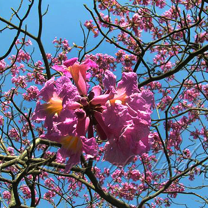 Tabebuia rosea  - Avenue Trees