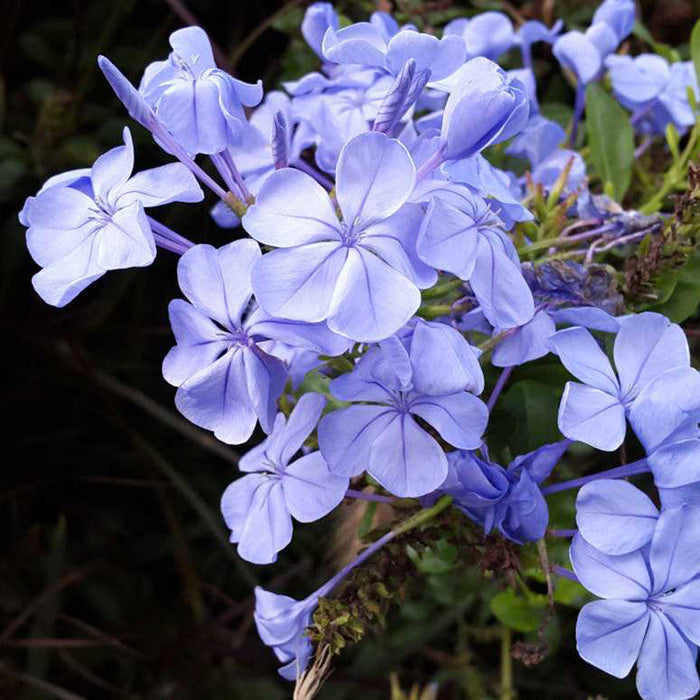 Plumbago Auriculata - Flowering Plants