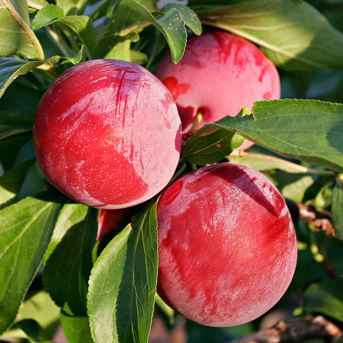 Plum Fruit  (Grafted) - Fruit Plants & Tree