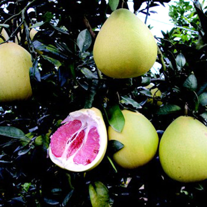 Grape Fruit Hybrid Red - Fruit Plants & Tree