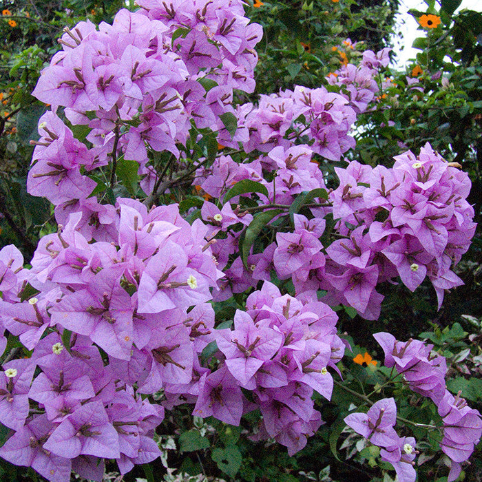 Bougainvillea H. C. Buck - Creepers & Climbers