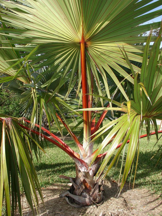 Latania Palm - Latania Loddigesii