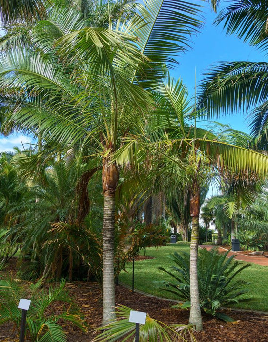 Red Neck Palm - Dypsis Lastelliana