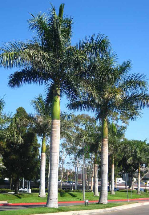 Royal Palm - Roystonea Regia