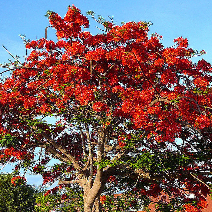 Royal Poinciana / Gul Mohar / Delonix regia - Avenue Trees