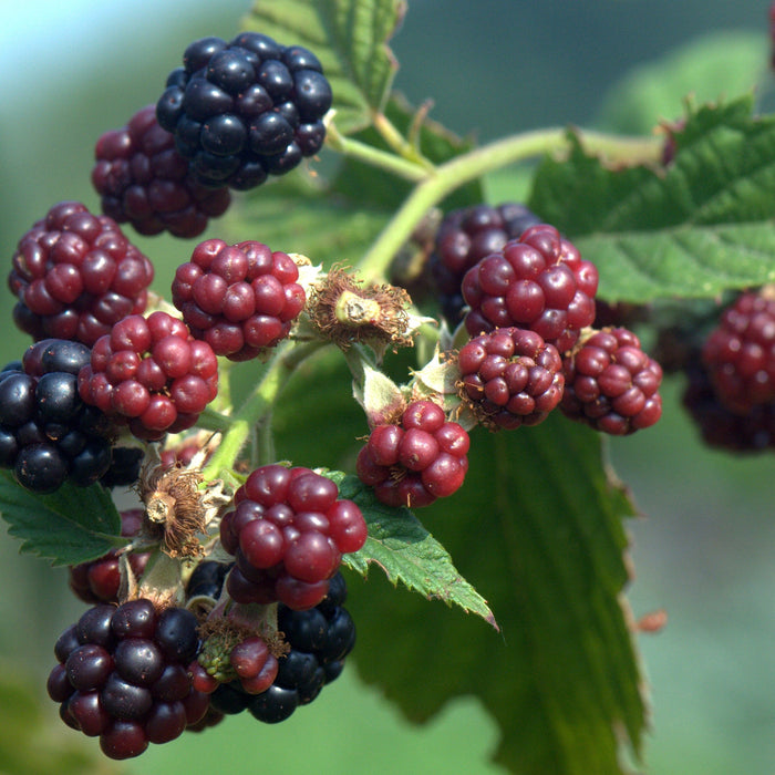 Blackberry (Rubus fruticosus) Plants for Sale