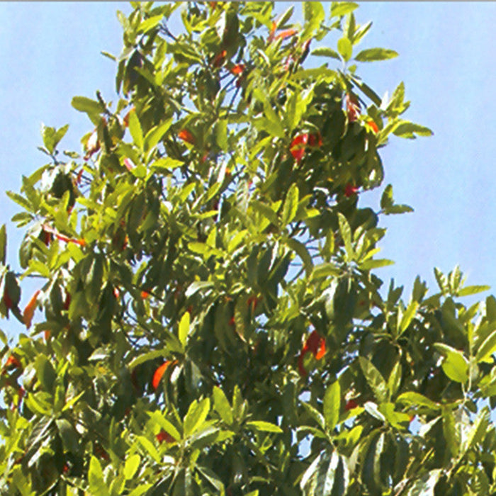 Rudraksha/Elaeocarpus ganitrus - Avenue Trees