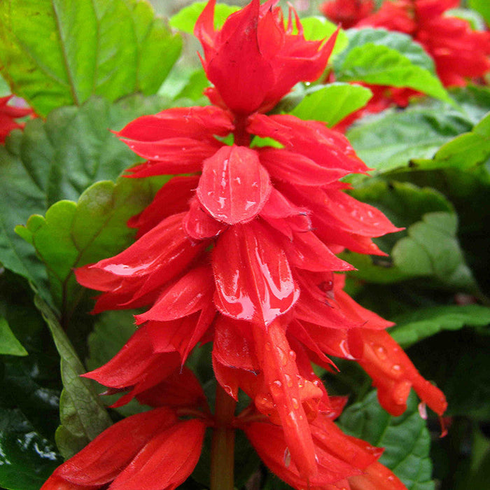 Salvia Red - SEASONALS