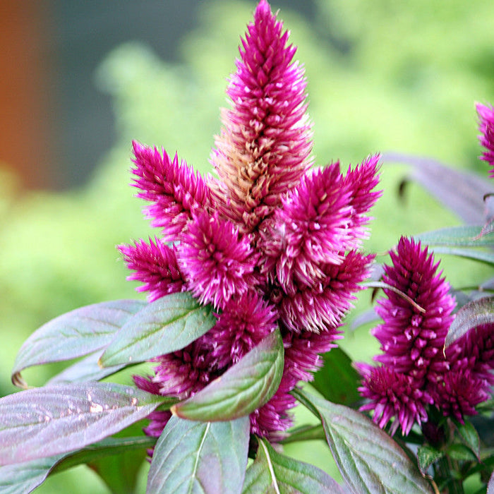 Celosia Argentea Pink - SEASONALS