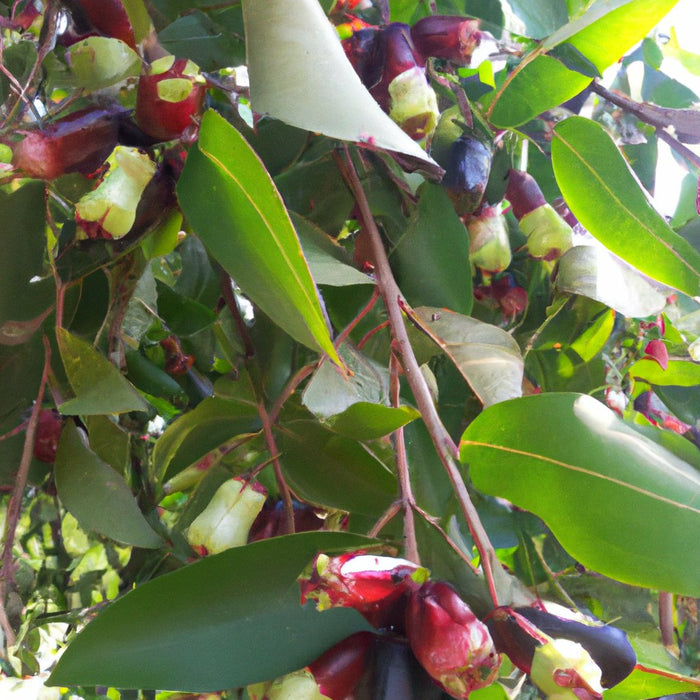 Syzygium cumini seedless,Seedless Jambolan