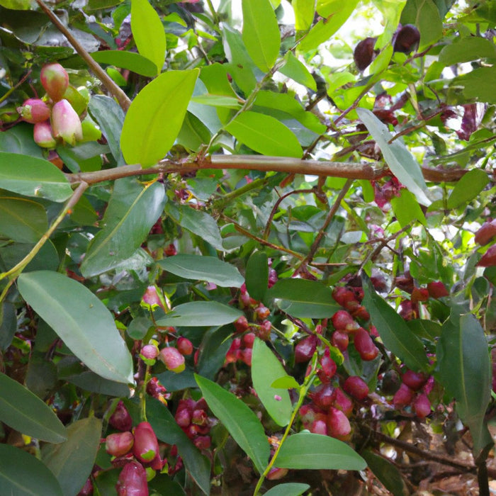 Syzygium cumini seedless,Seedless Jambolan