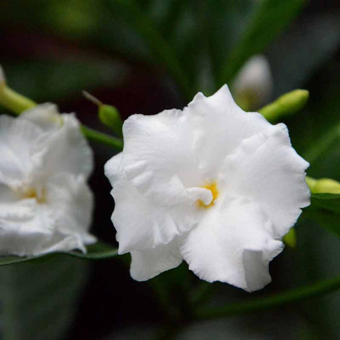 Tagar Double Frills - Flowering Shrubs