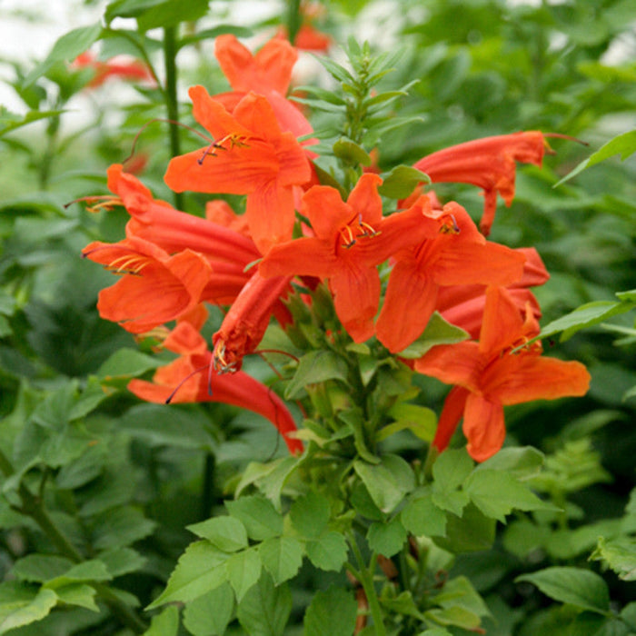 Tecoma Capensis/Orange Trumpet - Flowering Shrubs