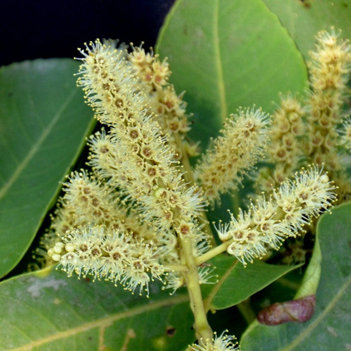 Terminalia Arjuna / White Murdah / Arjun - Avenue Trees