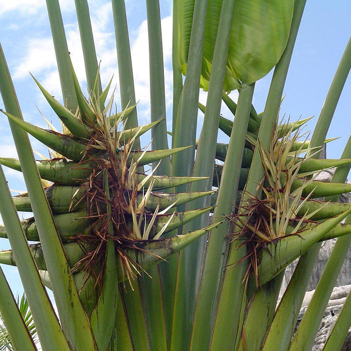 Traveller Palm - Palms