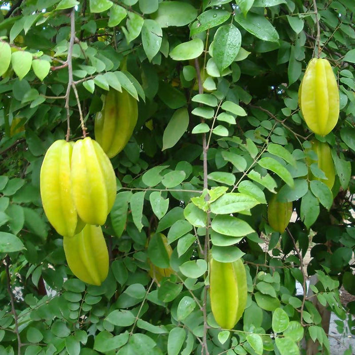 Sweet Star Fruit (Grafted)- Fruit Plants & Tree