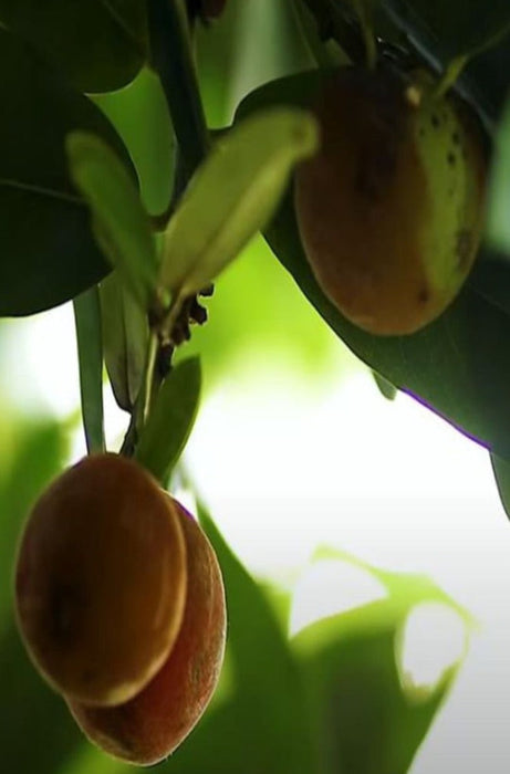 Velvet apple-Fruit & Plant Tree