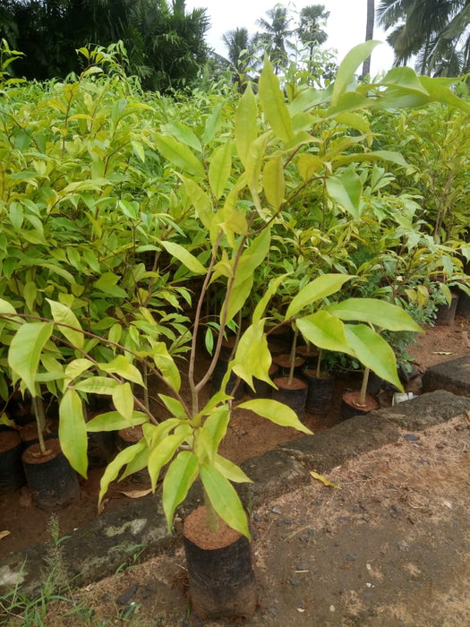 Agarwood Tree - Avenues Plants