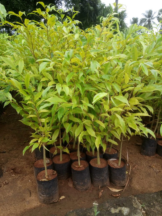 Agarwood Tree - Avenues Plants