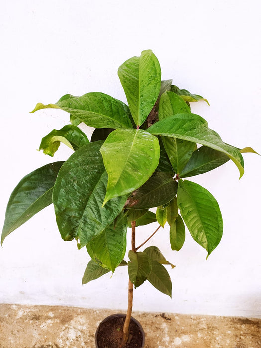 Malay apple- Fruit Plants & Tree