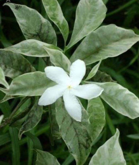 Tagar wheel variegata - Flowering Plants