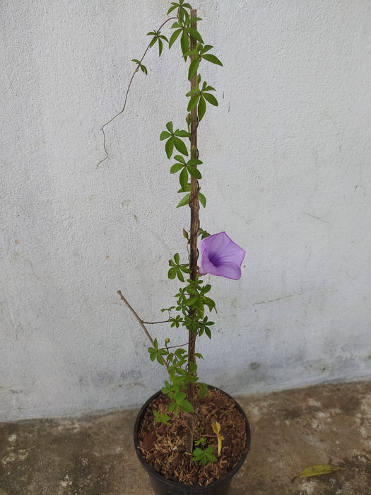 Ipomoea cairica - Creepers & Climbers