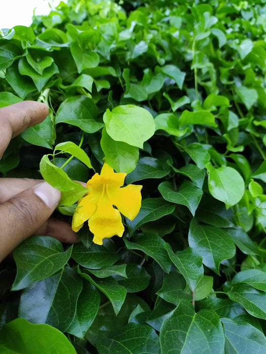 Dolichandra unguis-cati - Creepers & Climbers