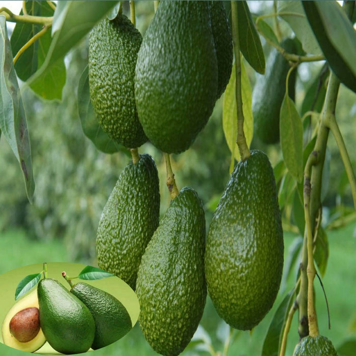 Avocado Hass (Grafted)  - Fruit Plants & Tree