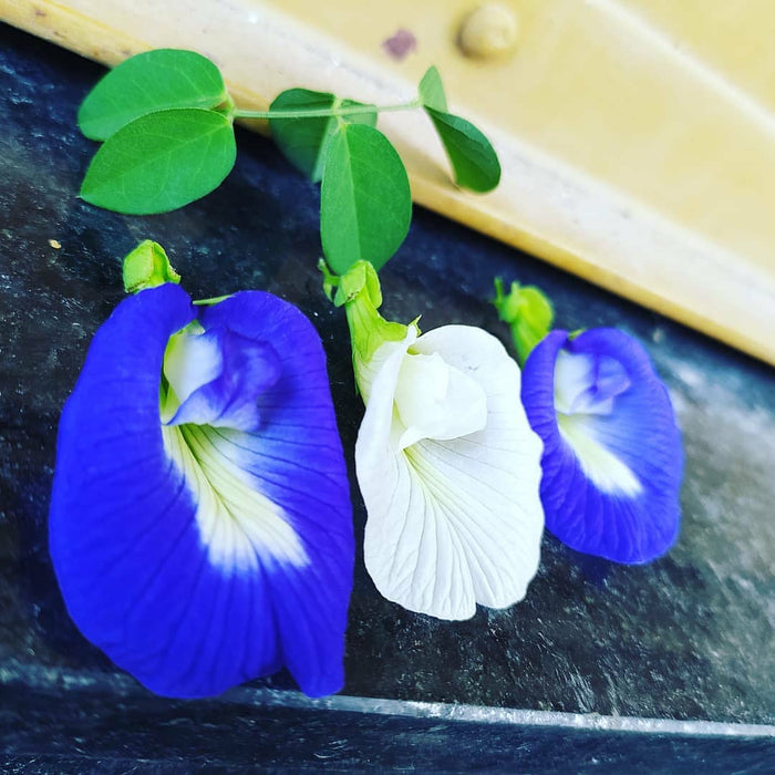 Clitorea ternatea Blue - Creeper & Climbers